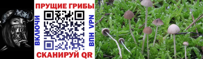 купить наркотик  это состав  Псилоцибиновые грибы Psilocybine cubensis  Шимановск 